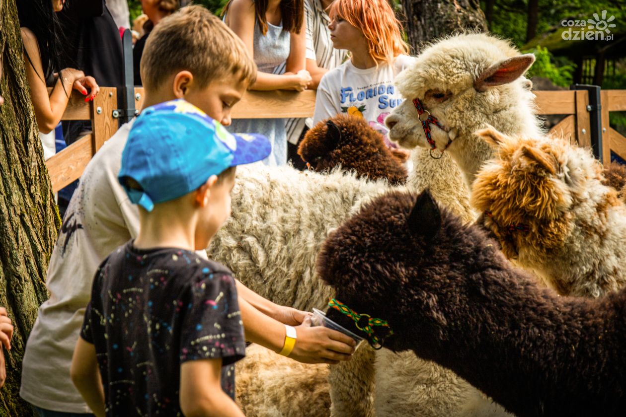 Alpaki w Dworku Binkowskim – rodzinna atrakcja, która podbiła Kielce