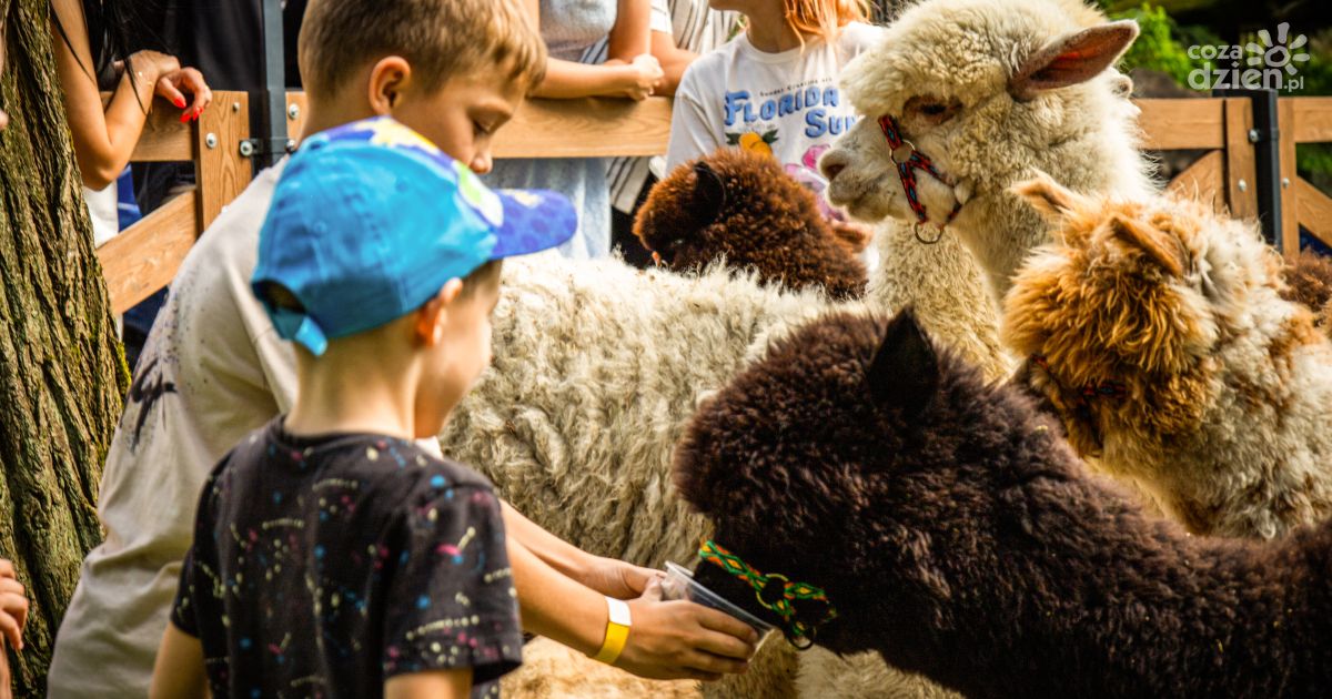 Alpaki w Dworku Binkowskim – rodzinna atrakcja, która podbiła Kielce