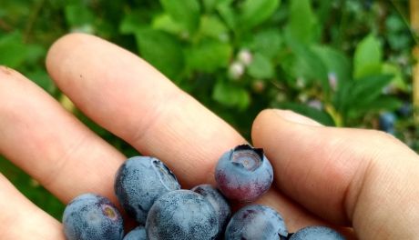 Sezon na borówki amerykańskie w pełni!