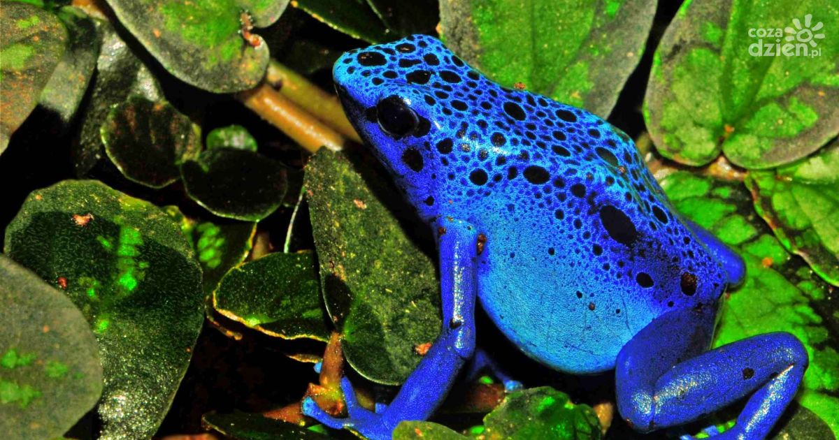 W regionie przybywa egzotycznych zwierząt