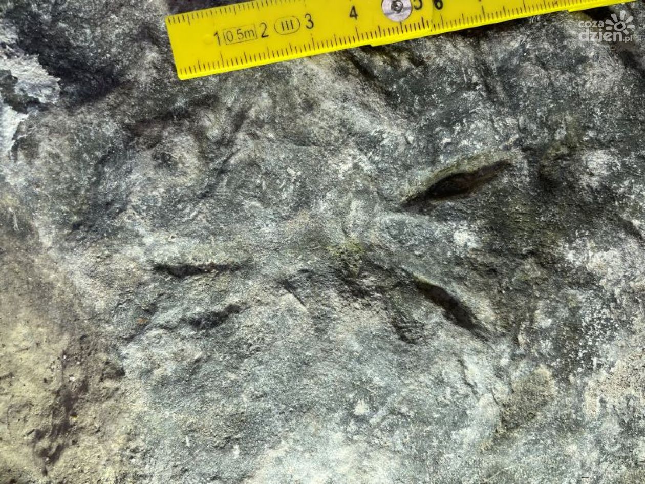 Polscy naukowcy odkryli najstarsze ślady kręgowców na lądzie w Górach Świętokrzyskich