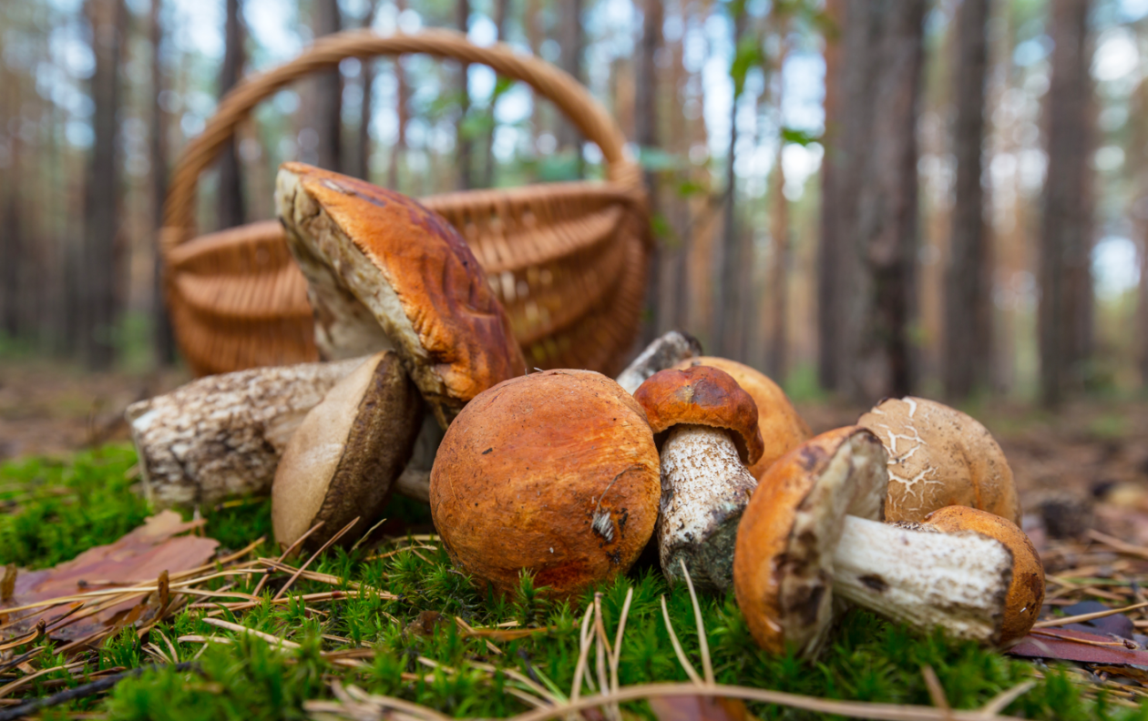 Grzyboznawca pomoże rozpoznać grzyby jadalne