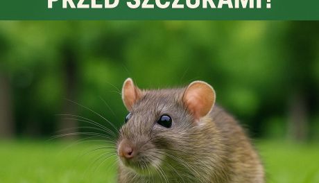 Inwazja szczurów w Kielcach? Jest pomysł na rozwiązanie problemu