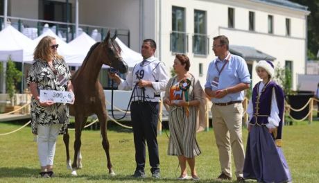 Michałów świętuje sukcesy podczas Dni Konia Arabskiego 2025