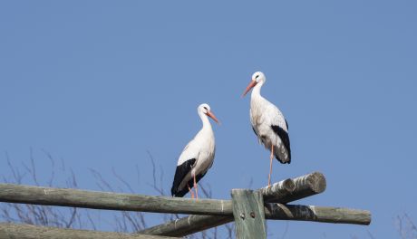 Bociany odlatują do ciepłych krajów – w tym roku wcześniej niż zwykle