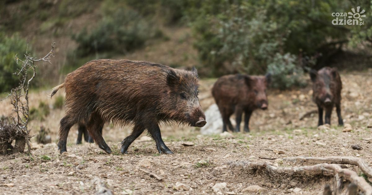 Potwierdzono pierwszy przypadku afrykańskiego pomoru świń (ASF) u dzika na terenie gminy Bodzentyn
