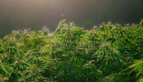 Zlikwidowano plantację marihuany wartą 300 tys. zł!
