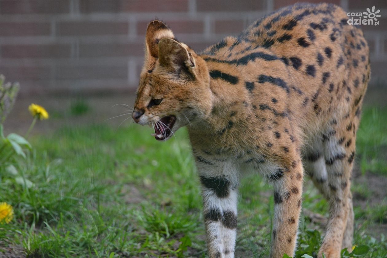 Egzotyczny afrykański kot na wolności! Trwają poszukiwania