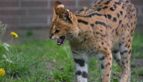 Egzotyczny afrykański kot na wolności! Trwają poszukiwania