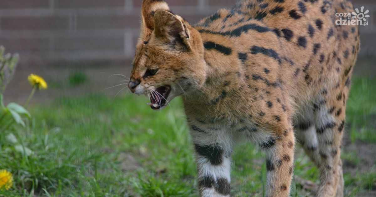 Egzotyczny afrykański kot na wolności! realizowane są poszukiwania