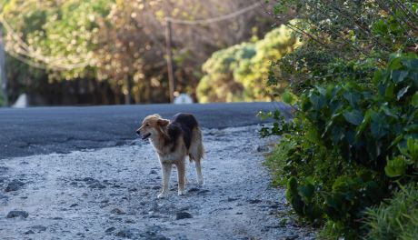 Seniorzy wyrzucili psa – grozi im do 3 lat więzienia