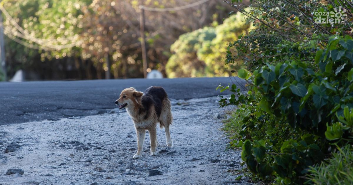 Seniorzy wyrzucili psa – grozi im do 3 lat więzienia
