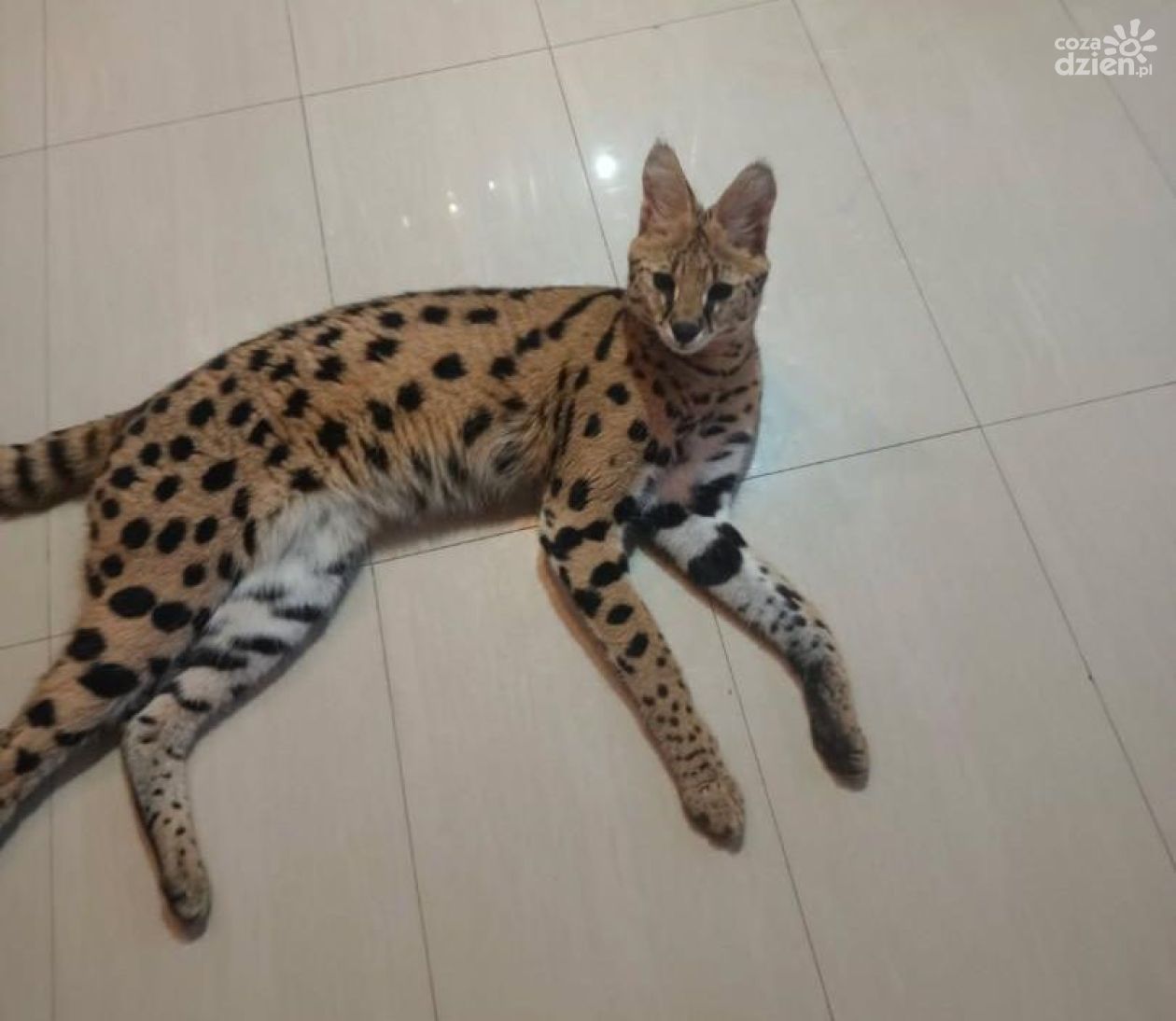 Poszukiwania serwala w powiecie buskim zakończone sukcesem