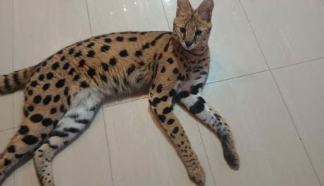 Poszukiwania serwala w powiecie buskim zakończone sukcesem