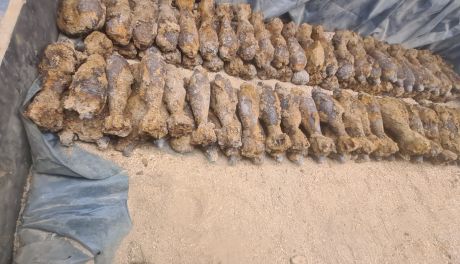 Ponad 160 pocisków z czasów II wojny światowej zabezpieczonych przez służby w Stopnicy