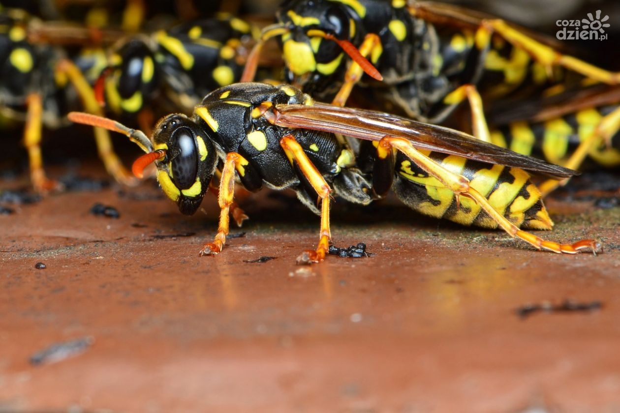 Osy zabiły strażaka na służbie