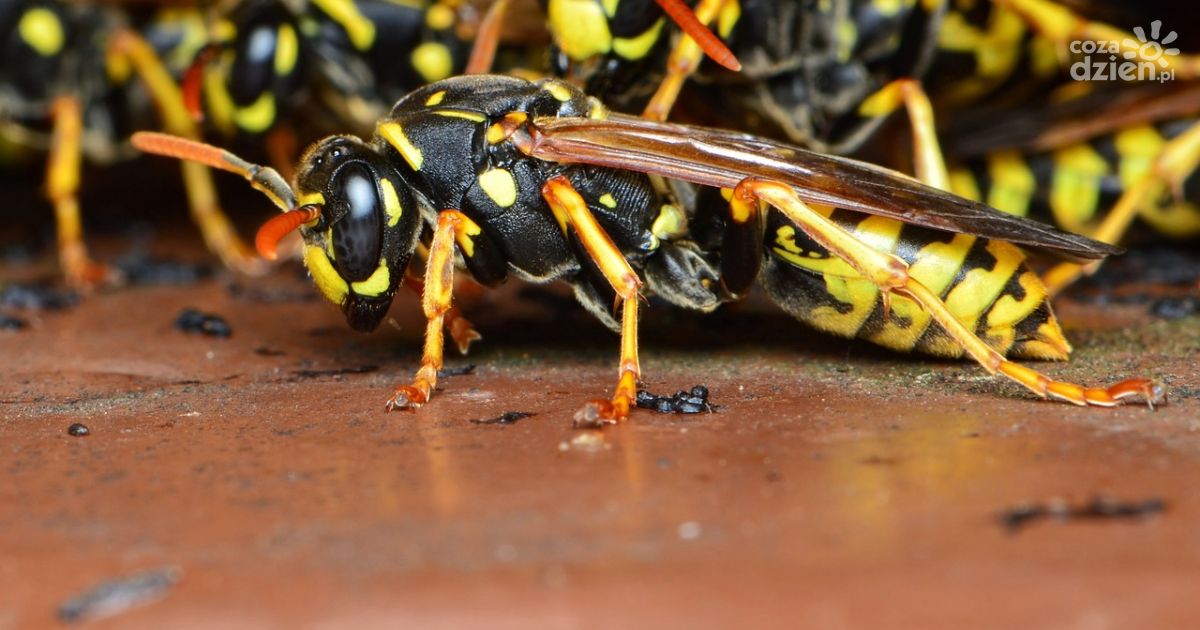 Osy zabiły strażaka na służbie