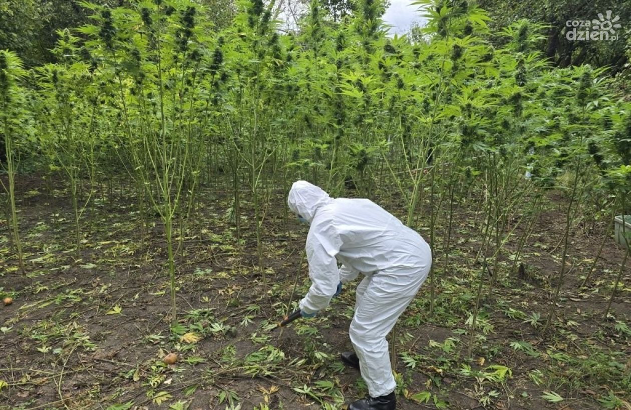 Dwie plantacje i blisko 40 kilogramów narkotyków
