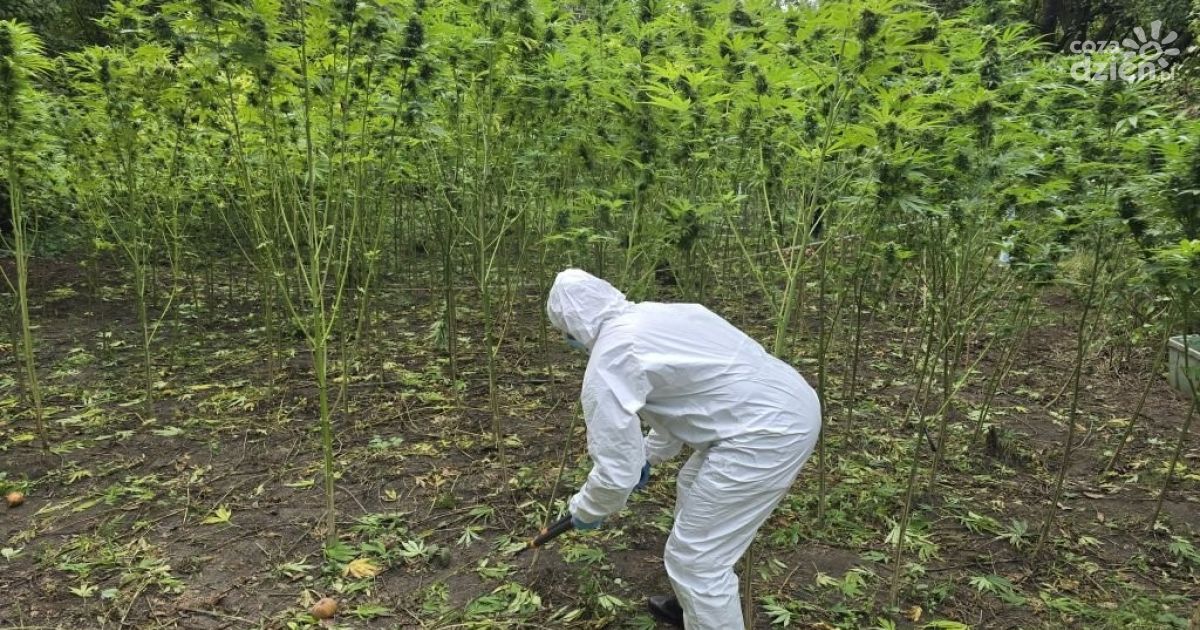 Dwie plantacje i blisko 40 kilogramów narkotyków