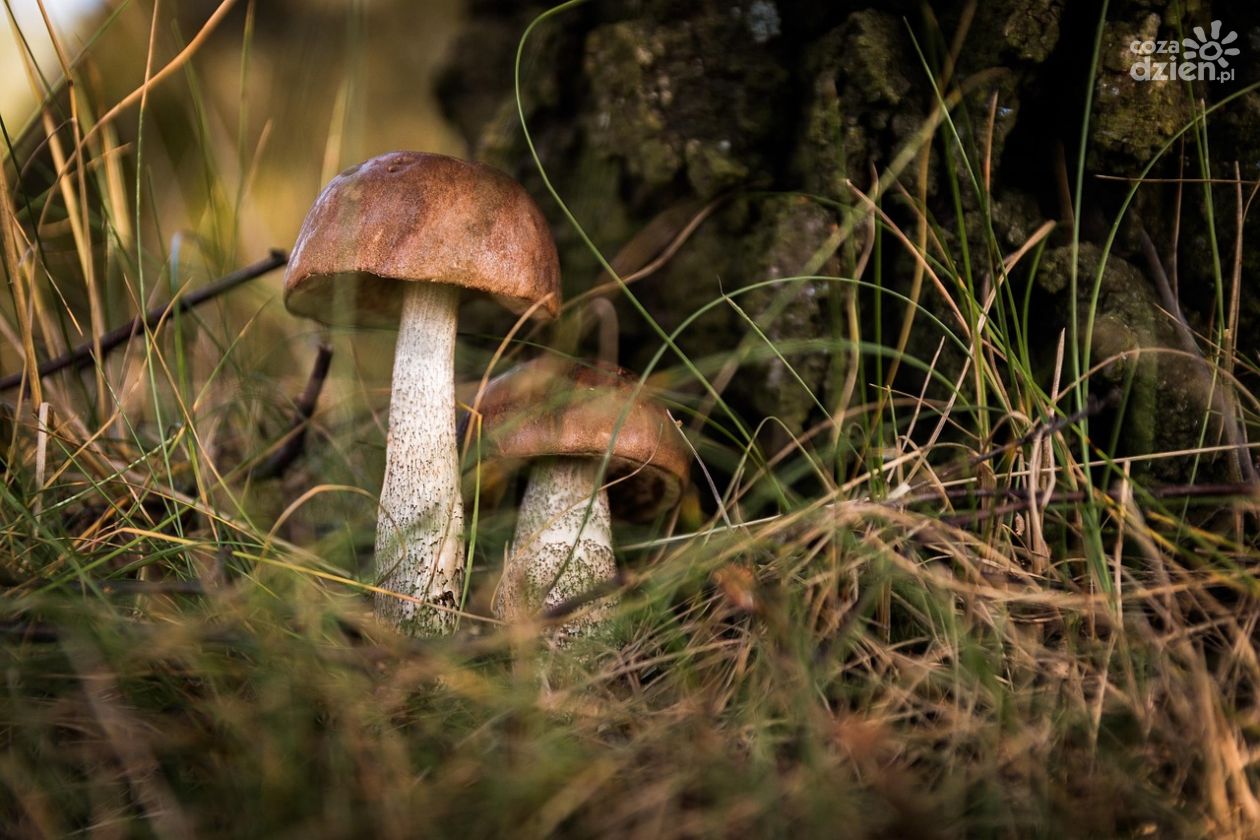 Bezpieczne grzybobranie – apel Policji