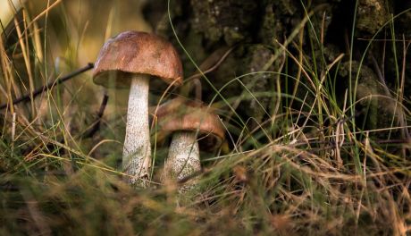 Bezpieczne grzybobranie – apel Policji