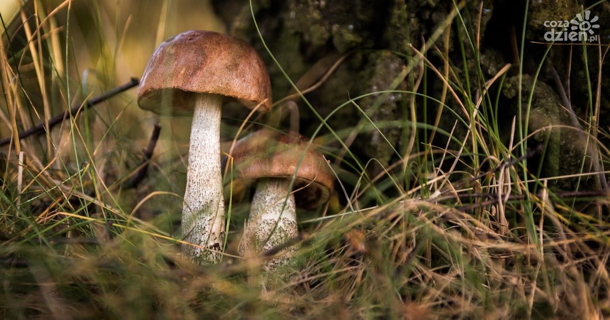 Bezpieczne grzybobranie – apel Policji