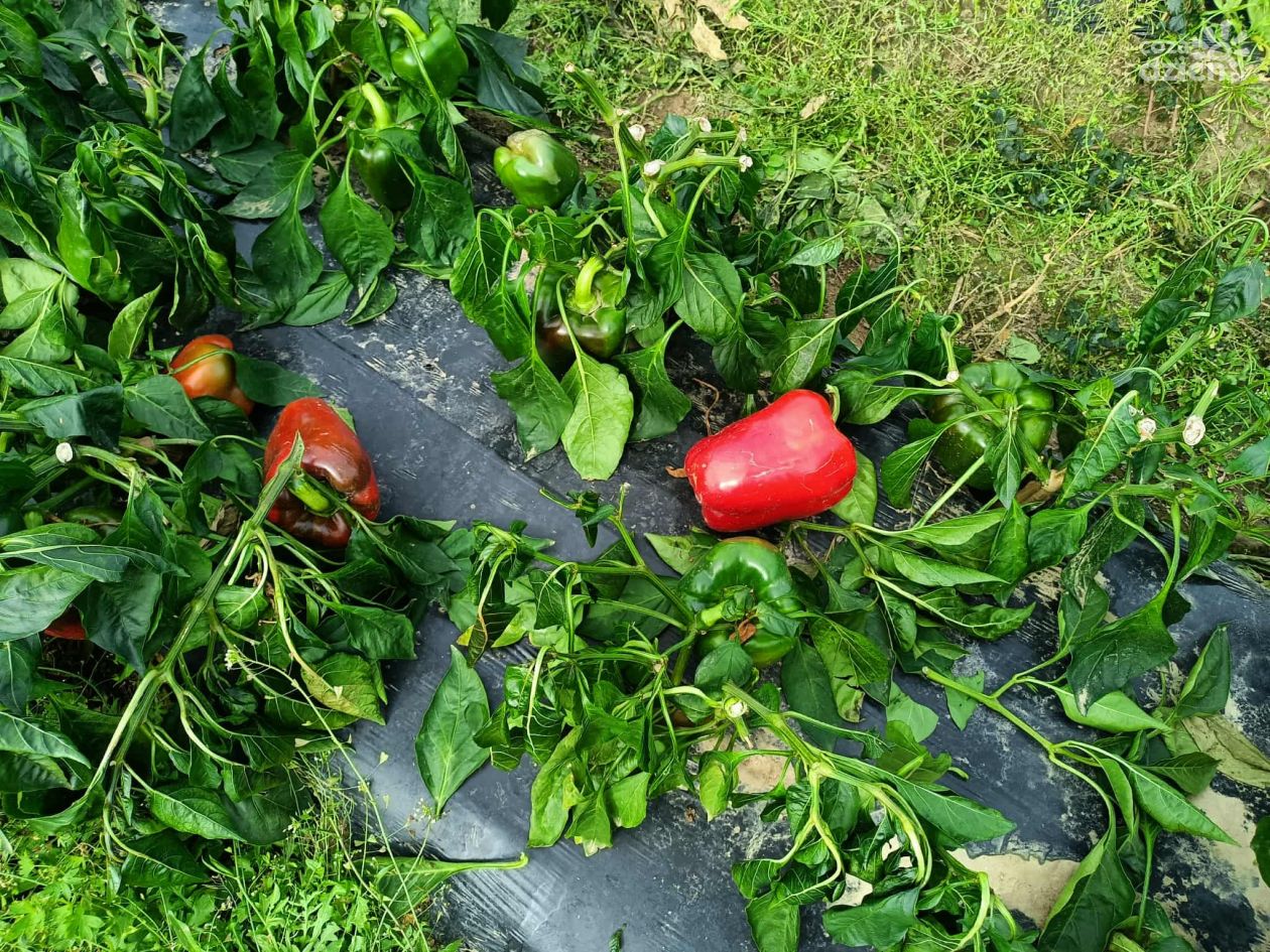 Wspomóż rolnika, odbierz paprykę. Akcja w gminie Dwikozy