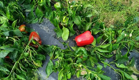 Wspomóż rolnika, odbierz paprykę. Akcja w gminie Dwikozy