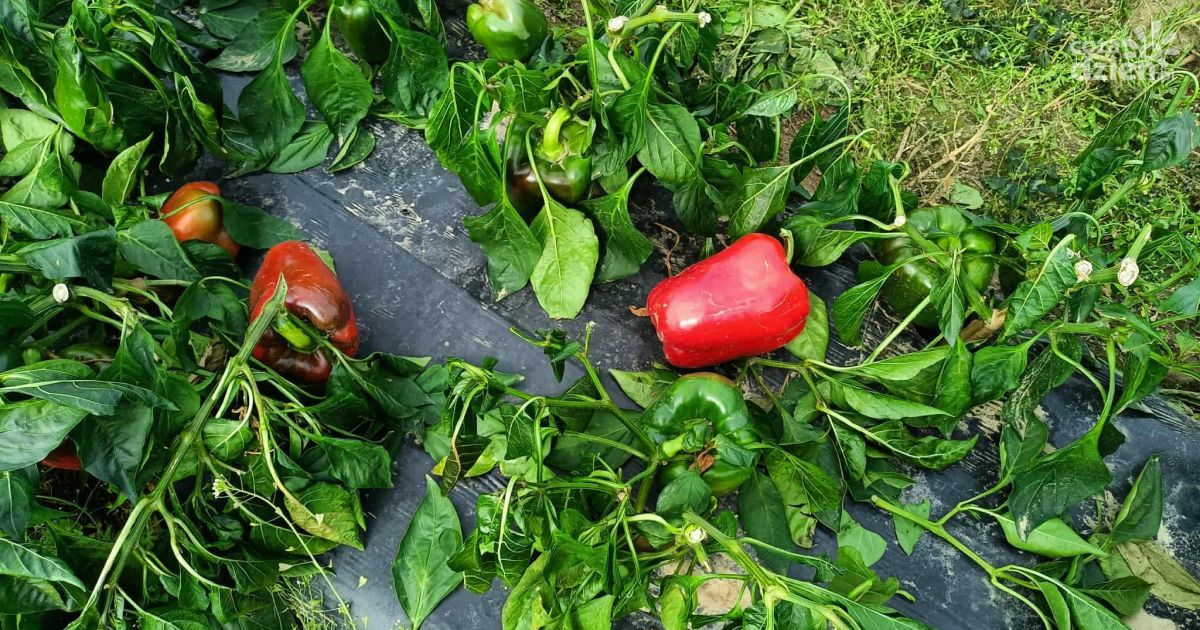 Wspomóż rolnika, odbierz paprykę. Akcja w gminie Dwikozy