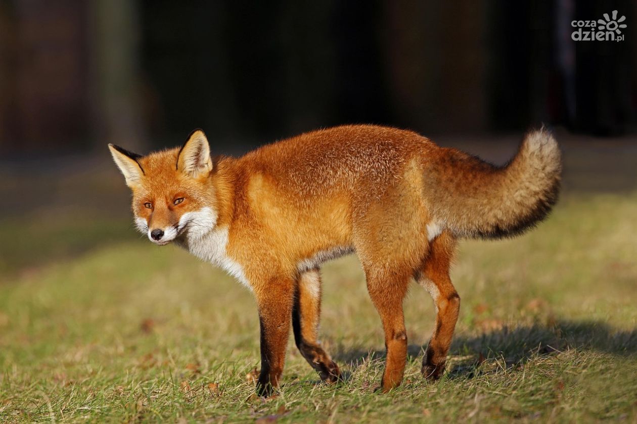 Świętokrzyski lekarz weterynarii o szczepieniu lisów