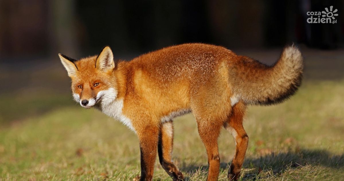 Świętokrzyski lekarz weterynarii o szczepieniu lisów