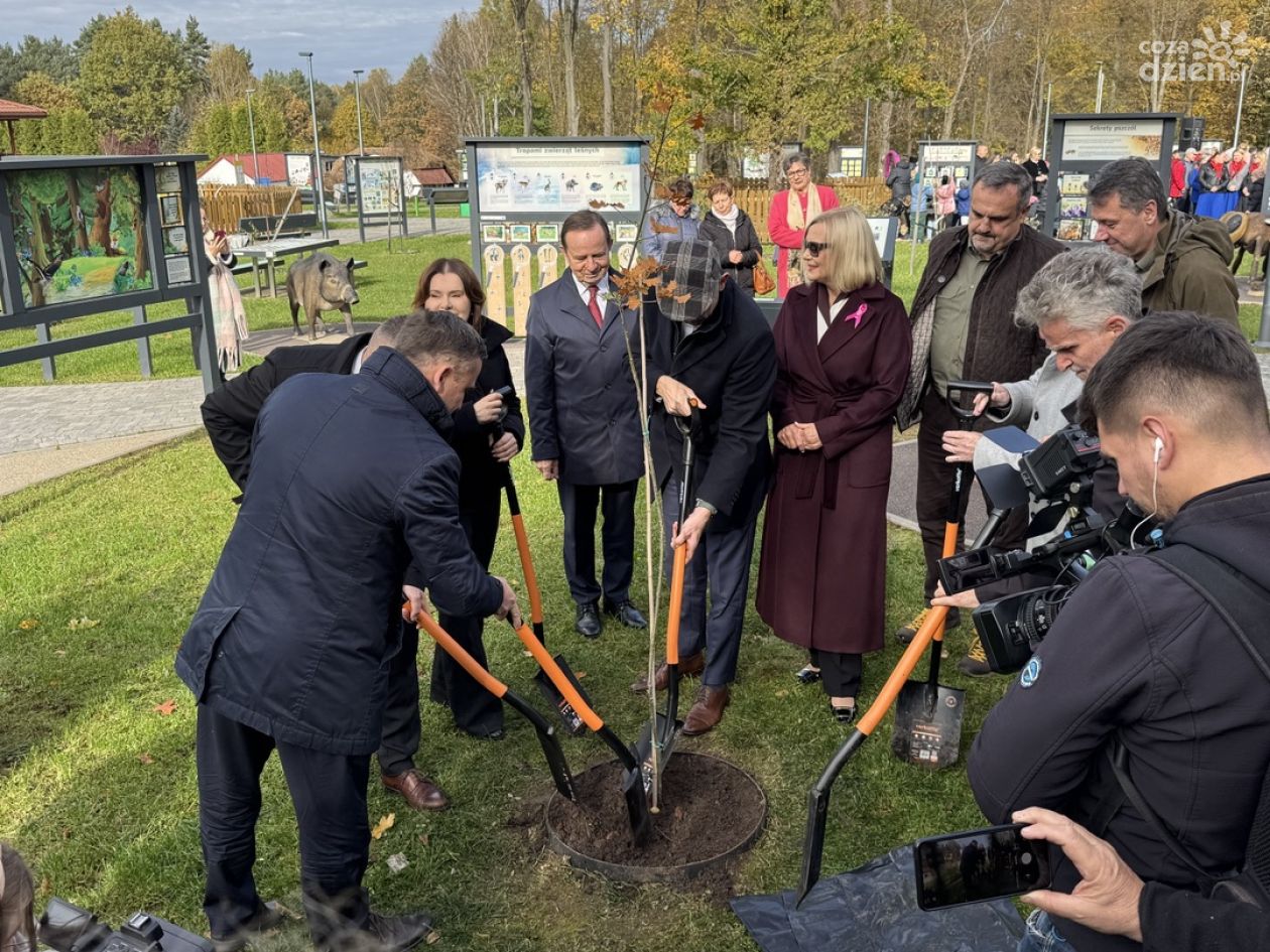 Pierwszy z tysiąca dębów zasadzony w Zagnańsku [GALERIA]