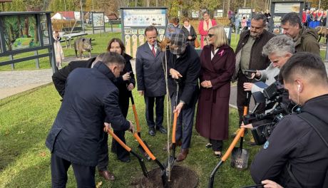 Pierwszy z tysiąca dębów zasadzony w Zagnańsku [GALERIA]