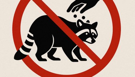 Dokarmiasz zwierzęta? Zapamiętaj te wskazówki