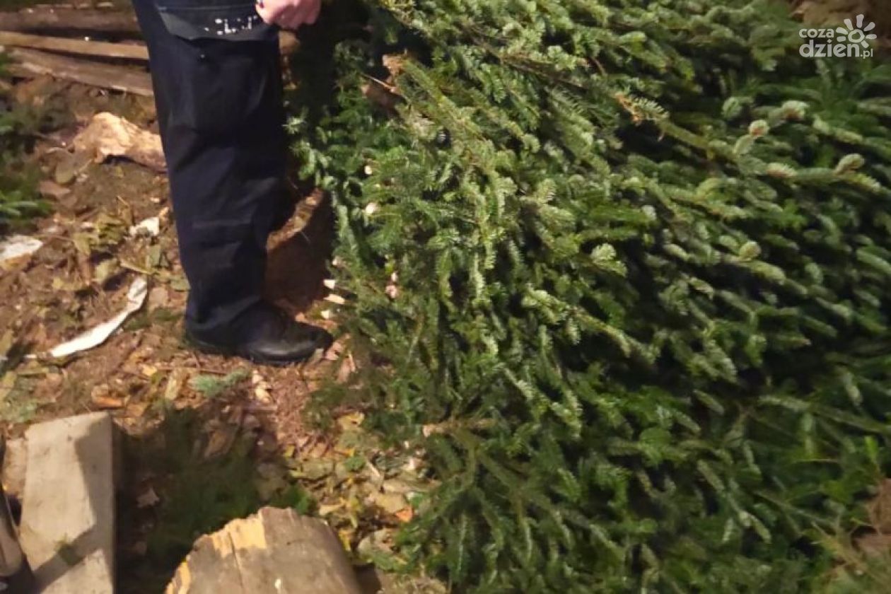 Złodziej stroiszu zatrzymany przez opatowskich policjantów