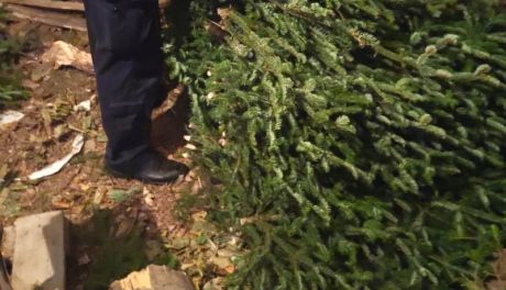 Złodziej stroiszu zatrzymany przez opatowskich policjantów