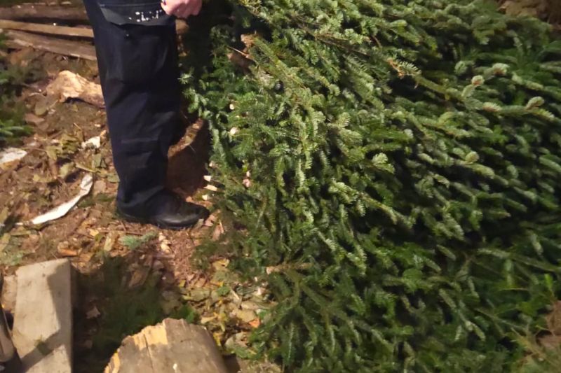 Złodziej stroiszu zatrzymany przez opatowskich policjantów