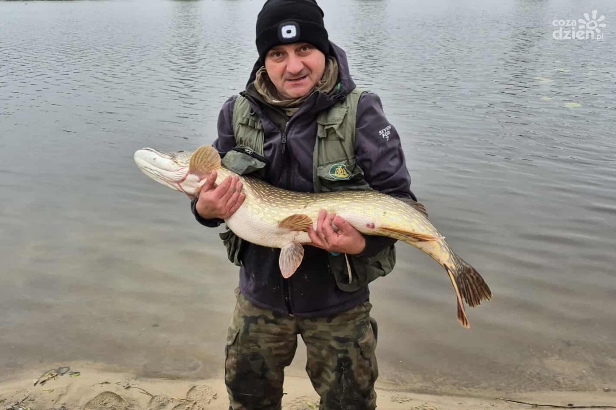 Rekordowy szczupak nad zalewem w Morawicy