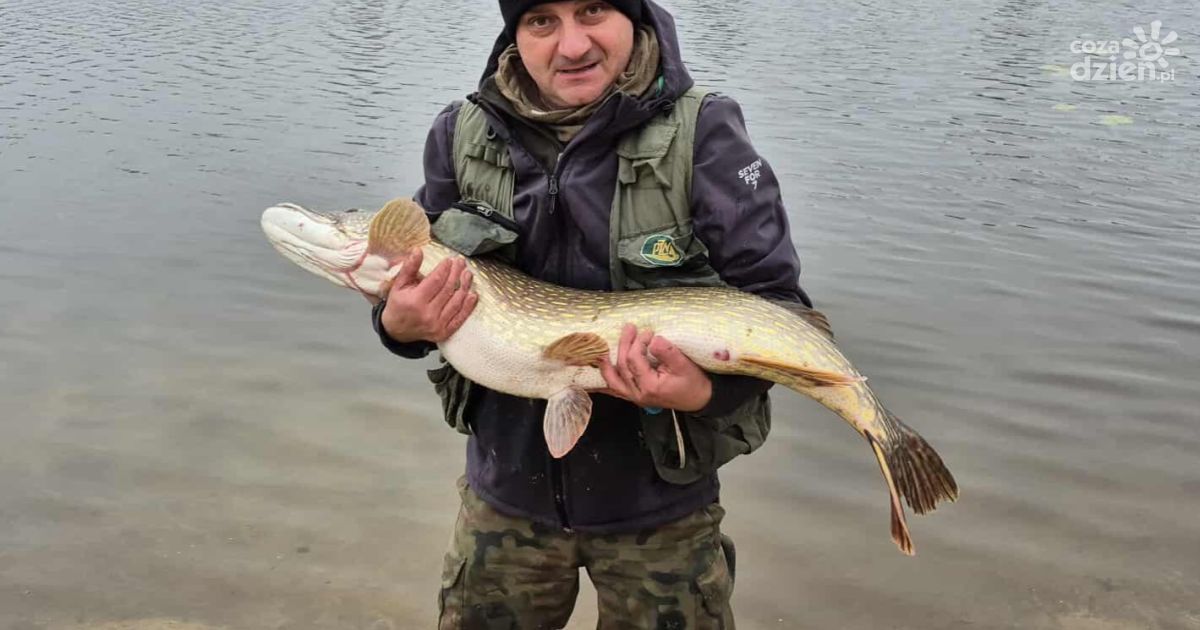 Rekordowy szczupak nad zalewem w Morawicy