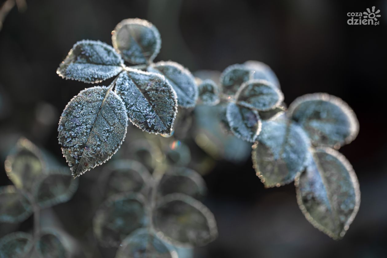 Sadownicy poszkodowani przez przymrozki otrzymają wsparcie finansowe