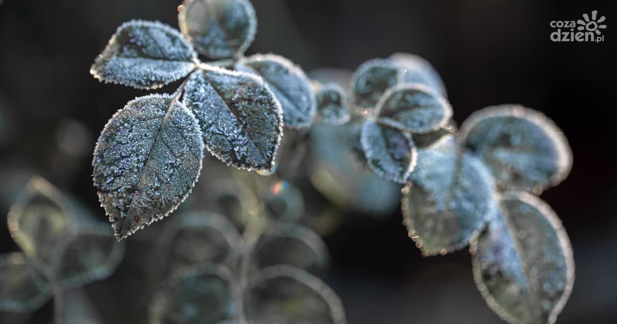 Sadownicy poszkodowani przez przymrozki otrzymają wsparcie finansowe