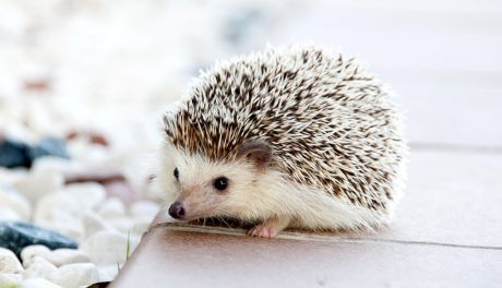 Pomóżmy jeżom bezpiecznie przetrwać zimę