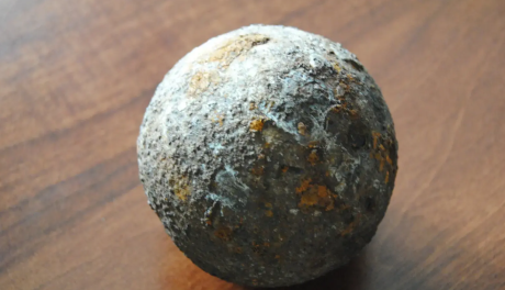 Kula armatnia sprzed wieków znaleziona w starym drzewie