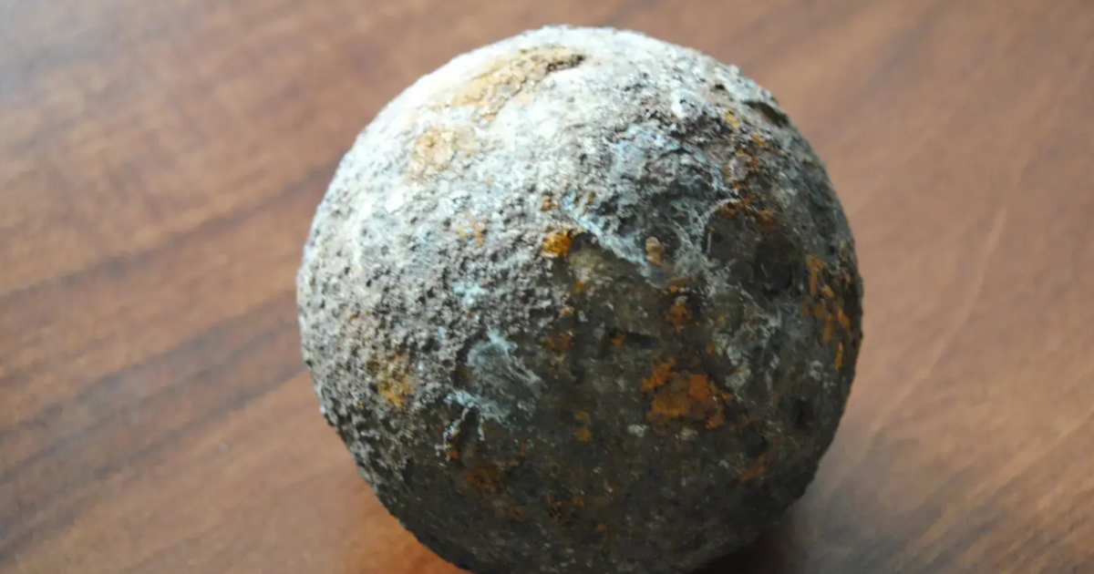 Kula armatnia sprzed wieków znaleziona w starym drzewie