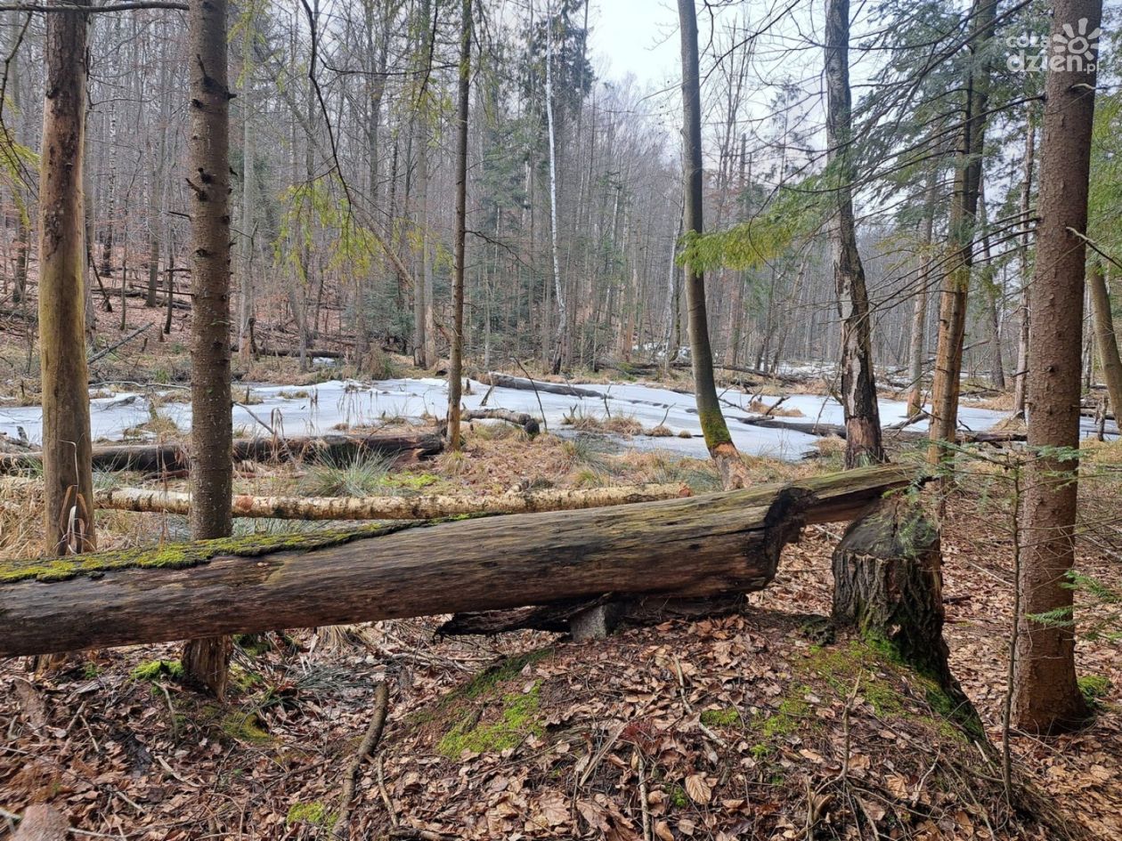 „Uroczysko Tumlińskie” – nowy rezerwat przyrody w powiecie kieleckim