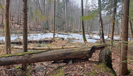 „Uroczysko Tumlińskie” – nowy rezerwat przyrody w powiecie kieleckim