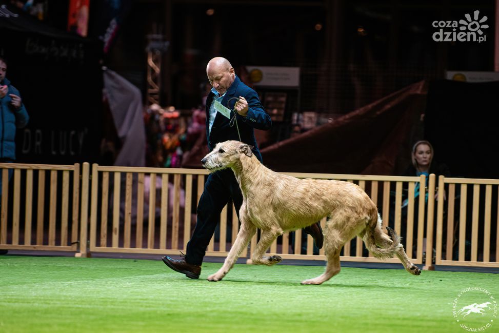 Dziś i jutro w Targach Kielce – wielkie święto miłośników psów!