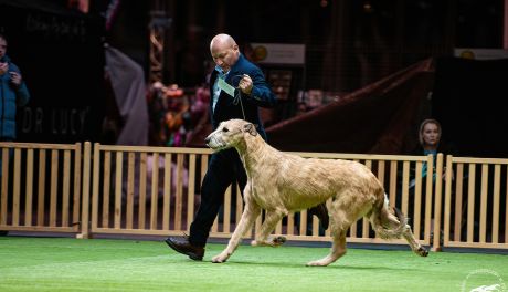 Dziś i jutro w Targach Kielce – wielkie święto miłośników psów!