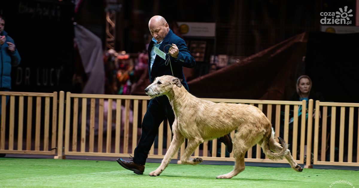 Dziś i jutro w Targach Kielce – wielkie święto miłośników psów!