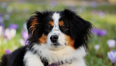 Różnice w projektach tzw. ustawy łańcuchowej